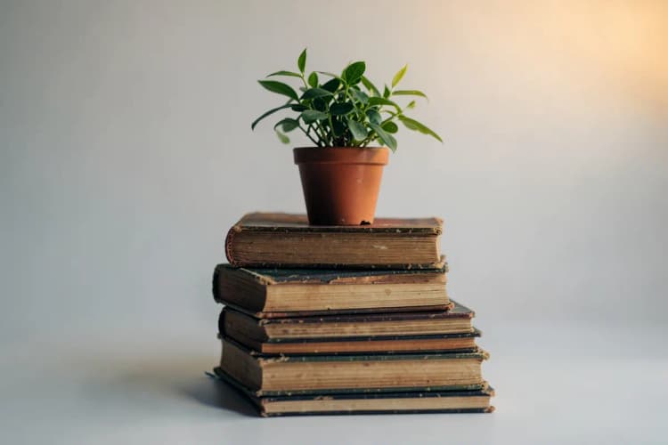 Uma pilha de livros antigos empilhados em formato de escada, com uma pequena planta crescendo no topo.